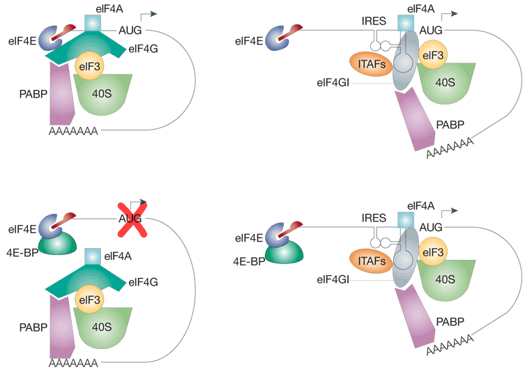 Marr Lab Translation initiation