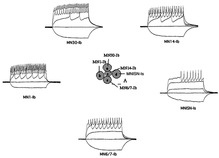 Identified larval motorneurons exhibit stereotyped intrinsic properties