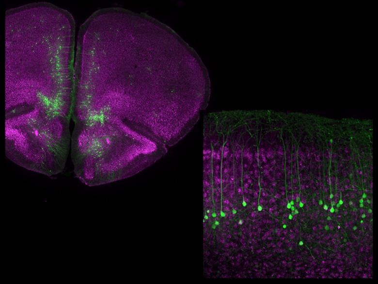 molecular mechanisms of circuit homeostasis and sensory learning