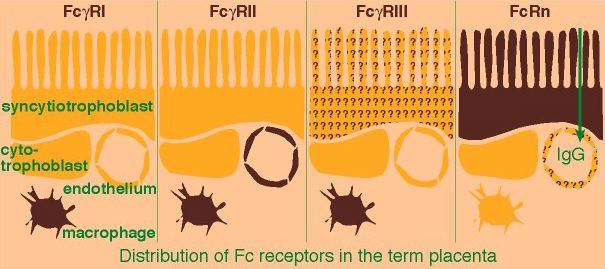 Distribution of Fc receptors in the term placenta