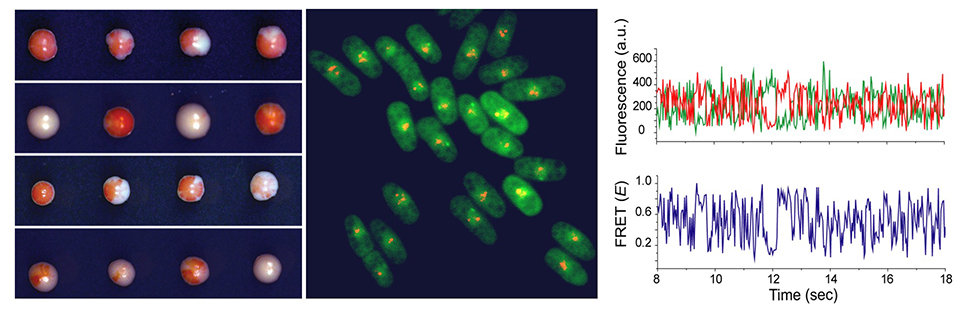 Kaushik Ragunathan research image