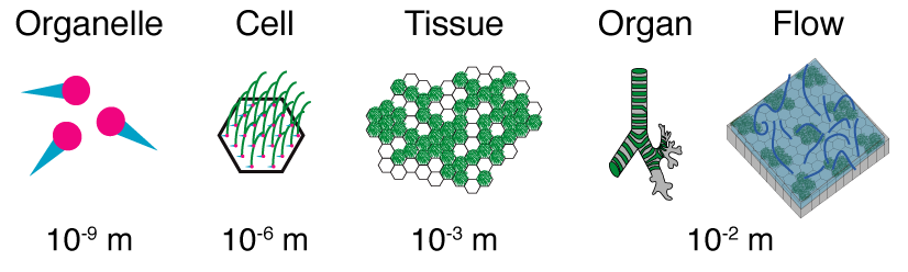 Figure showing organelle, cell, tissue, organ and flow 