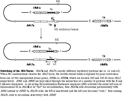 Figure from Haber's research