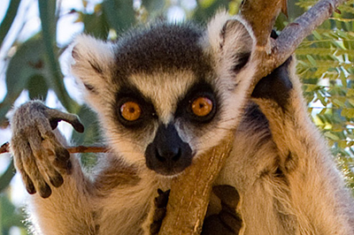 Lemur