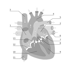 Image of human heart