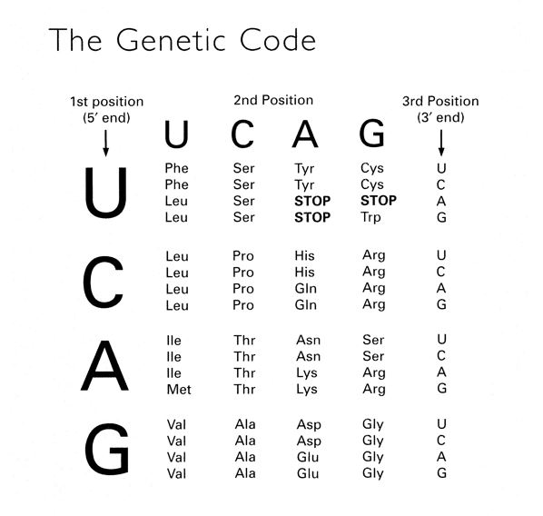 Diagram of the Genetic Code. Used in question #34.