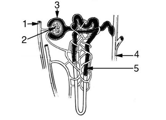 Diagram of kidney that is part of question 47