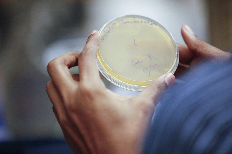 Closeup image of a student holding a petri disk