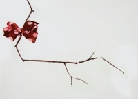 Painting of a branch with a bow on it