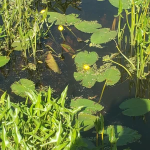 Lilypads at Broadmoor.