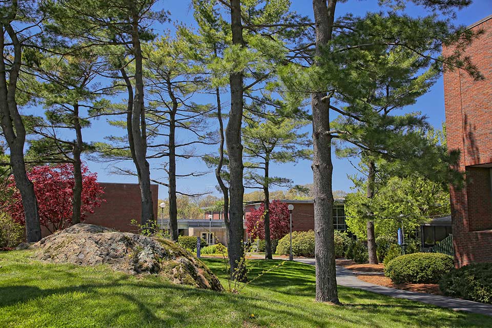 Trees and buildings on the Brandeis campus