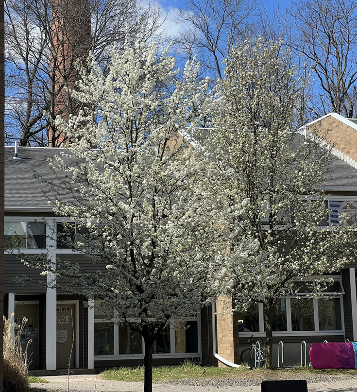 Flower tree in front of building