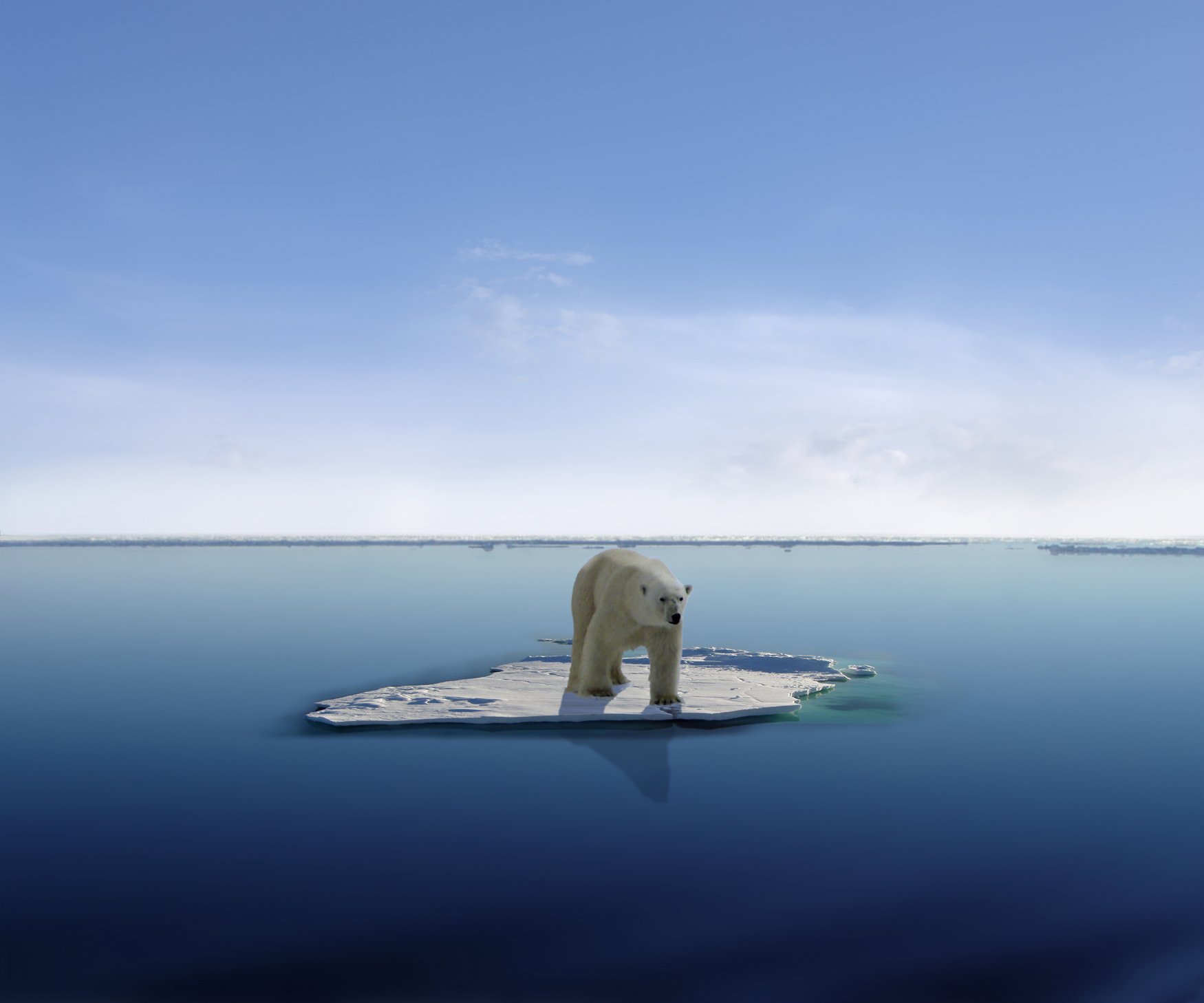 polar bear on melting ice