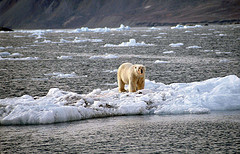 Polar bear standing on an iceberg in the midst of a body of water.