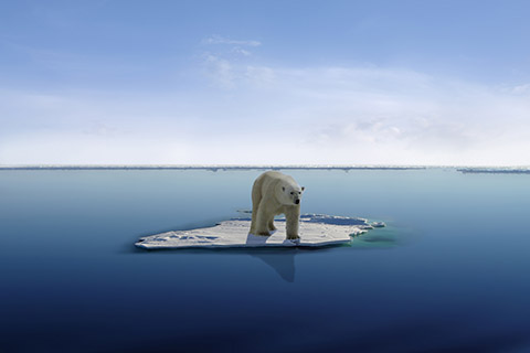 Polar bear on an iceberg floating in the ocean