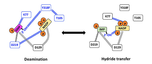 Hedstrom research figure #3