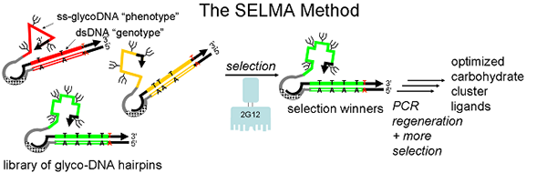 The SELMA Method
