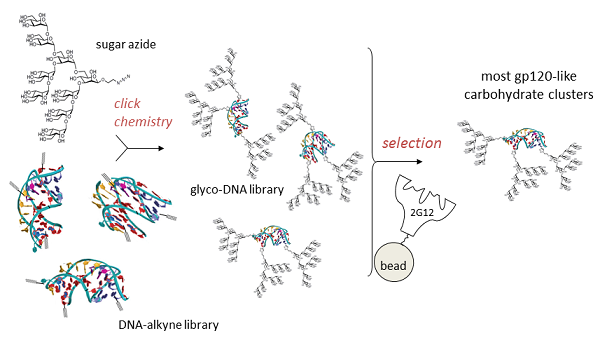 GlycoDNAs