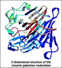3-dimensional structure of the enzyme galactose mutarotase