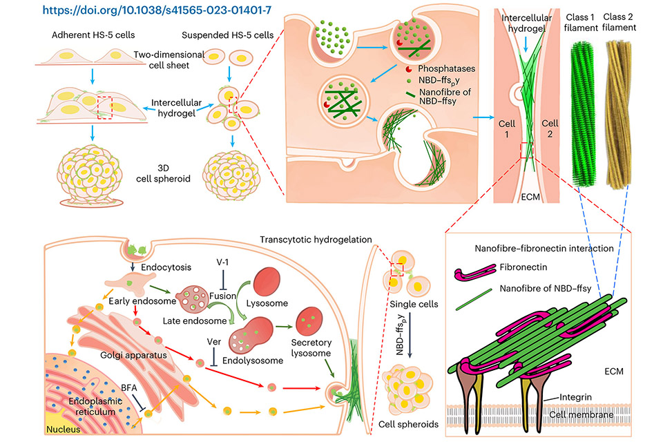 Paper title: "Cell spheroid creation by transcytotic intercellular gelation"