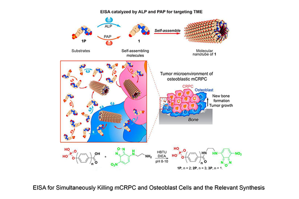 Paper title: Enzyme Responsive Rigid-Rod Aromatics Target “Undruggable” Phosphatases to Kill Cancer Cells in a Mimetic Bone Microenvironment