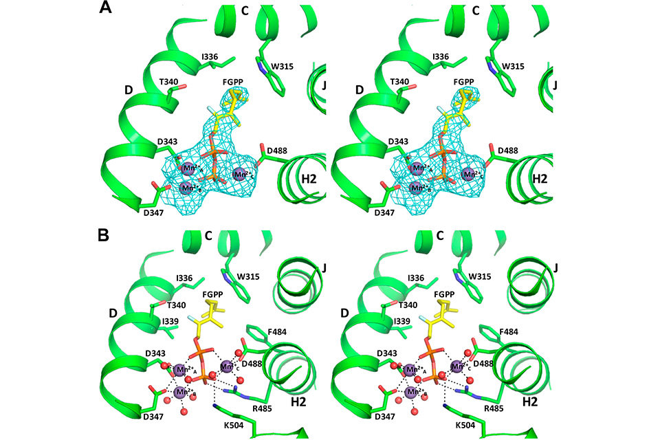 Paper title: Directed Evolution of Multivalent Glycopeptides Tightly Recognized by HIV Antibody 2G12.
