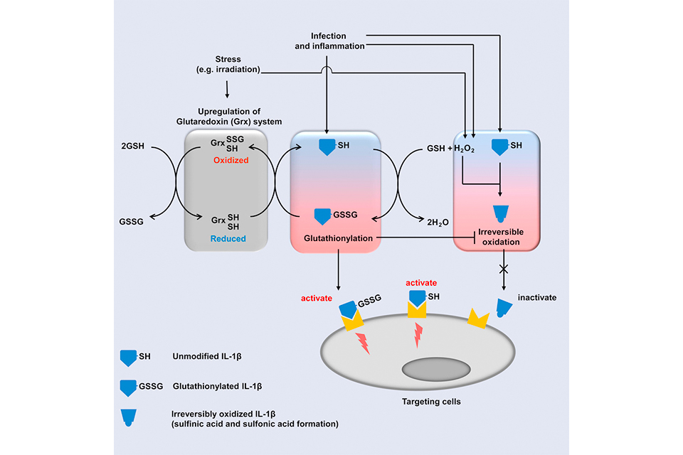 Paper title: "Positive Regulation of Interleukin-1β Bioactivity by Physiological ROS-Mediated Cysteine S-Glutathionylation."