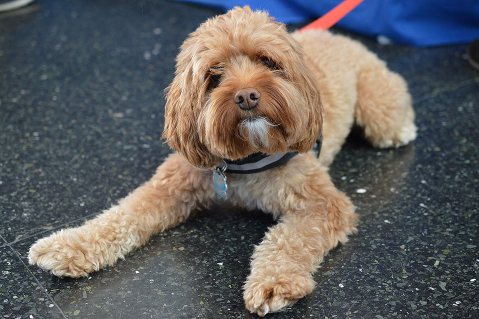 Harley, therapy dog