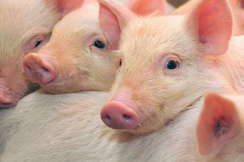 three pigs resting heads on a fourth pig