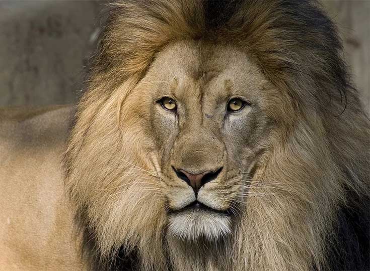 lion