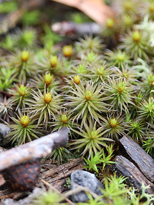 low-lying patch of spiked green moss with greenish-yellow bulbs