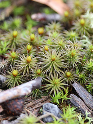 Aloe-Mosses (Family Polytrichaceae)