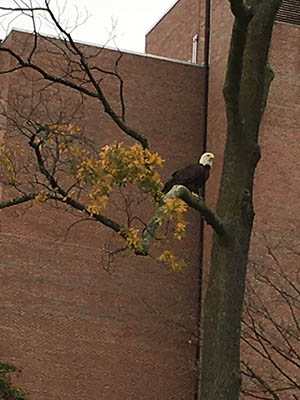 dark brown bald eagle with white head perched in tree
