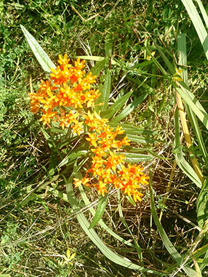 plant clustered with orange and yellow flowers amid a patch of grass