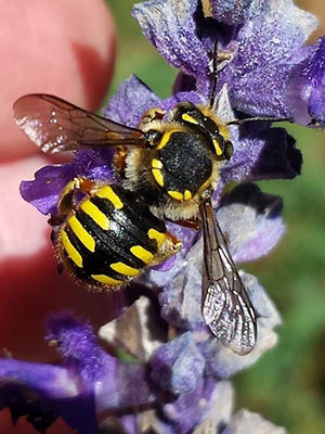 yellow-spotted black bee perched on a purple plant