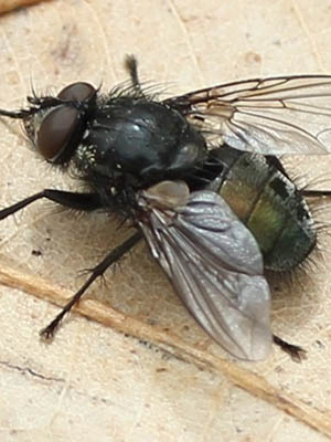 winged insect with black and dark green body sitting on a leaf