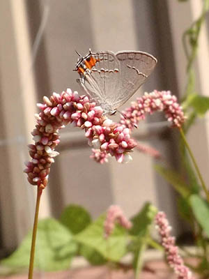 pale gray butterfly with orange spots perched on a flowering plant