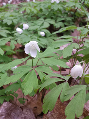 a patch of low-growing plants with green, stalked leaves and a single white flower