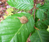 Beech seed