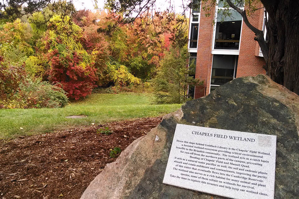 a tree marker describes the chapels field wetland on campus