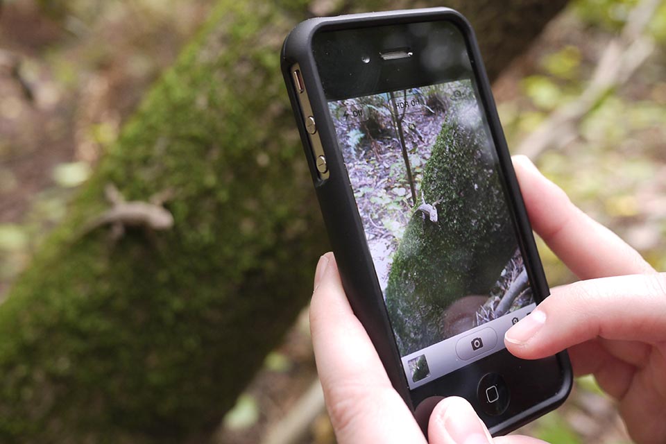 iNaturalist App on phone used on a tree