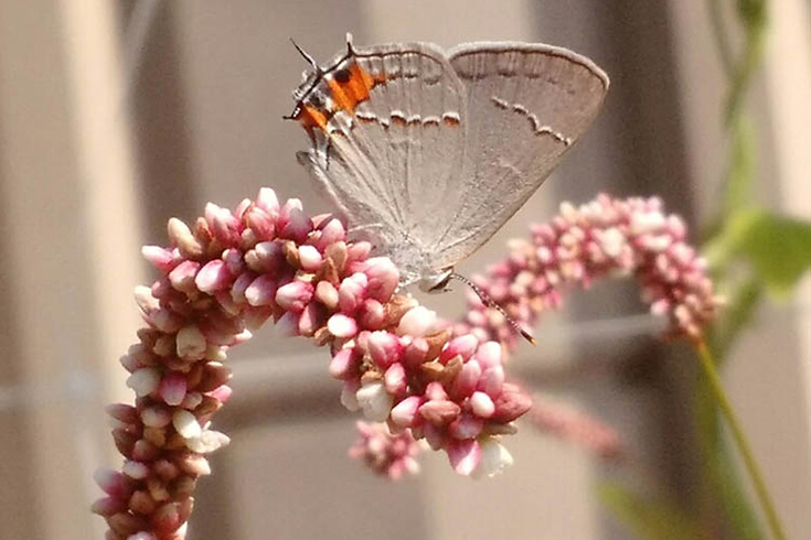 A pale gray butterfly with orange spots perched on a flowering plant.