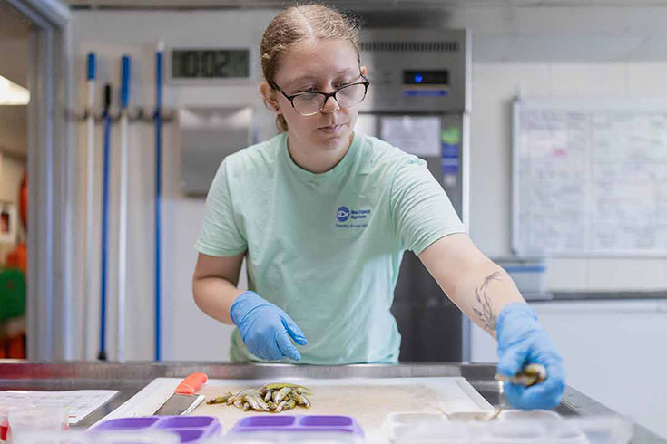 Lyra sorting fish at the New England Aquarium.