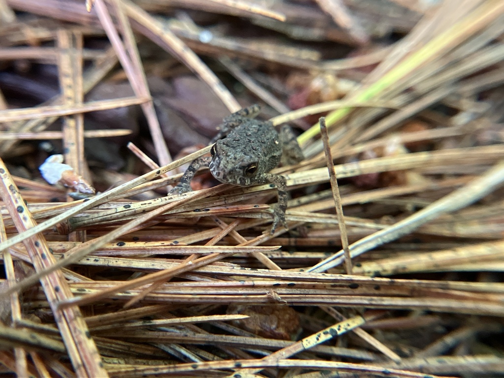 Juvenile American Toad