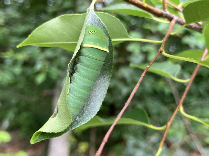 Caterpillar in a leaf