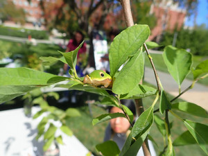 caterpillar climbing on a leaf