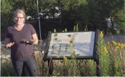 Prof. Colleen Hitchcock stands next to the Project Pollinator Sign surrounded by native plants