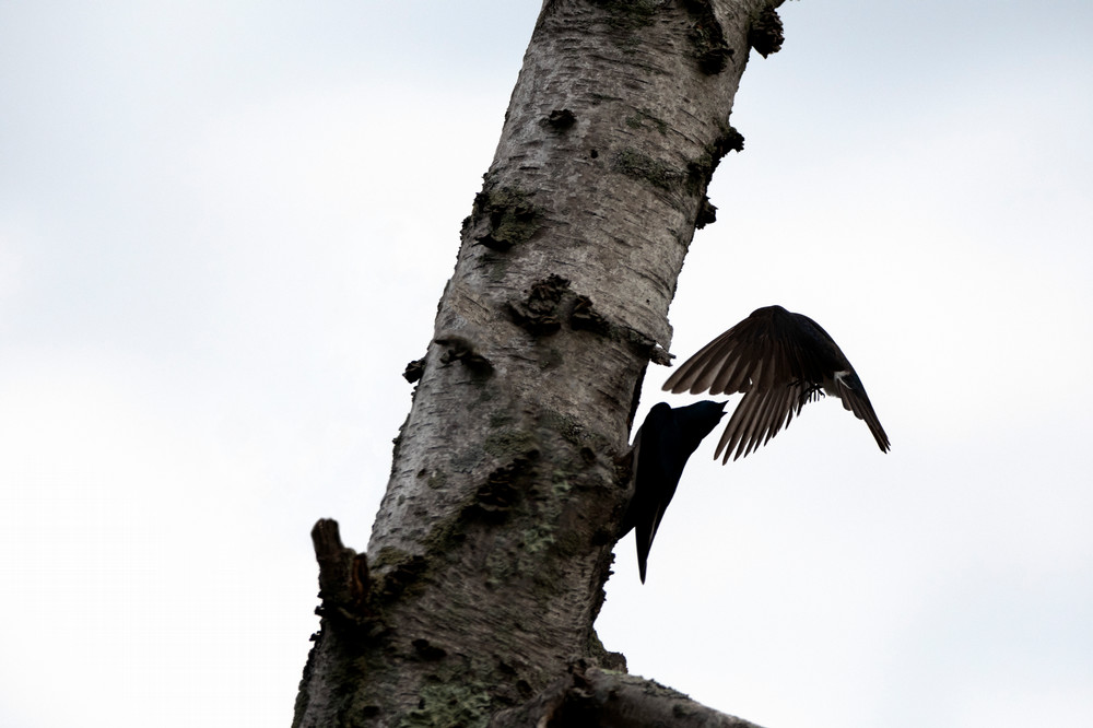 Tree Swallows flying by a tree by Forrest Shimazu '24