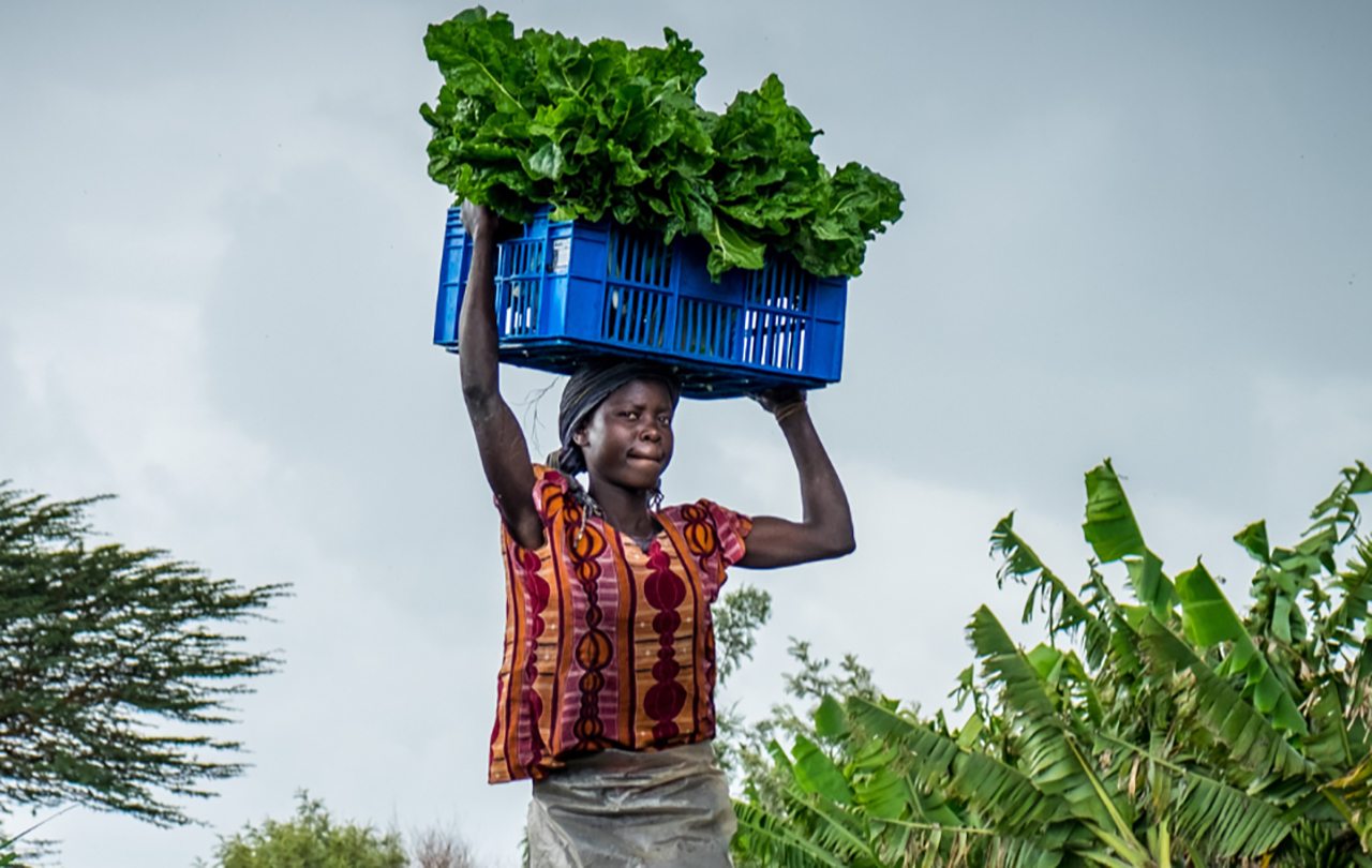 More than a dozen Brandeis International Business School students and recent grads helped a local startup connect farmers in Ghana with financial lenders.