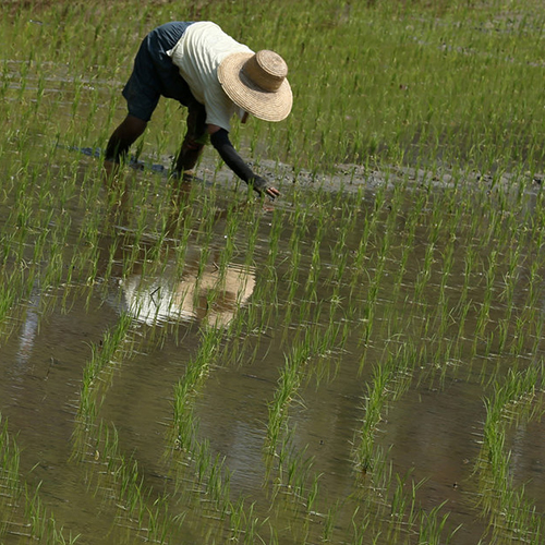 Rice field